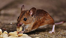 24 Hour & Emergency Exterminators in Htfd, CT